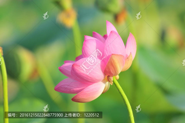 神圣的蓮花活化石（特寫）