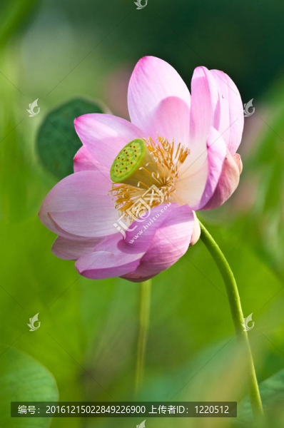 神圣的蓮花活化石（特寫）