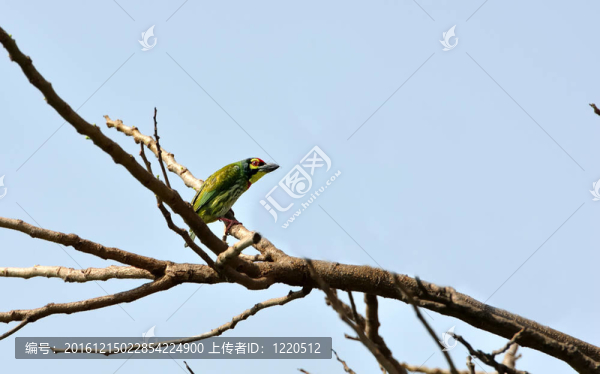 鳥(niǎo)；Coppersmith,Barbet；perched_branch_blue天空