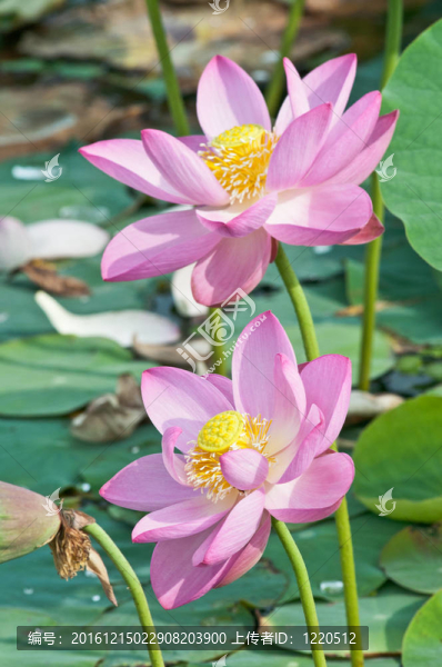 蓮花活化石（特寫）