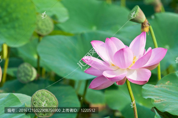 神圣的蓮花活化石（特寫）