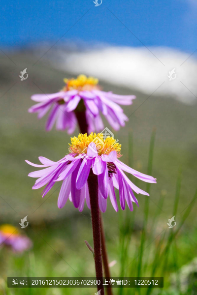 高山紫菀