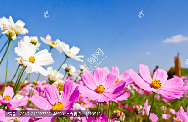 大波斯菊