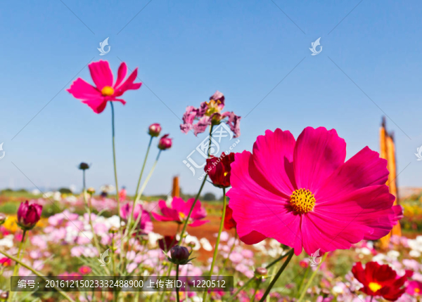 大波斯菊