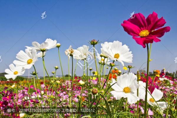 大波斯菊