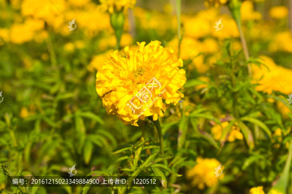萬壽菊