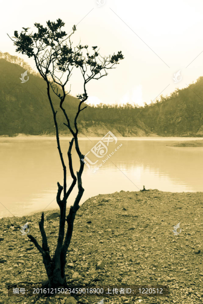 樹的剪影和湖心島