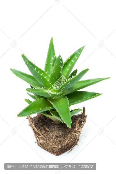 Aloe,vera分離