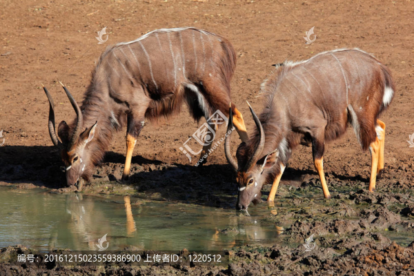 Nyala,antelopes喝