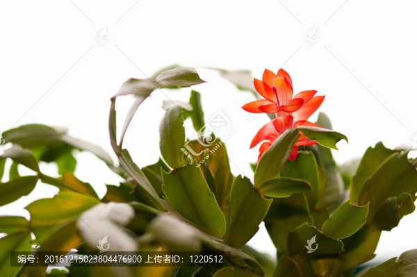 蟹爪蘭屬