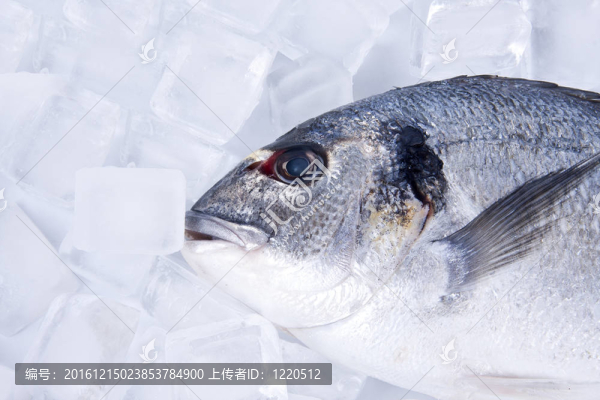 新鮮的魚(yú)白色背景