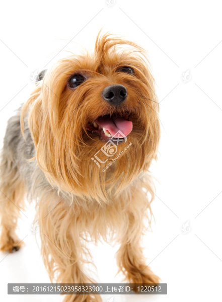 狗