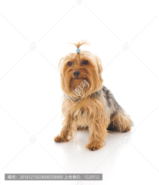 狗