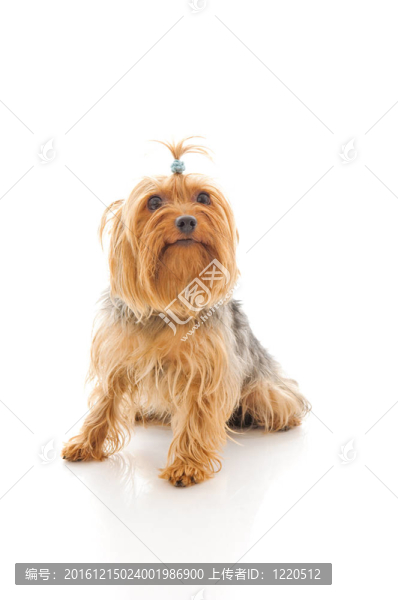 狗