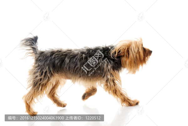 狗