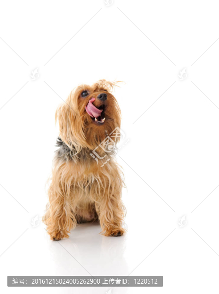 狗