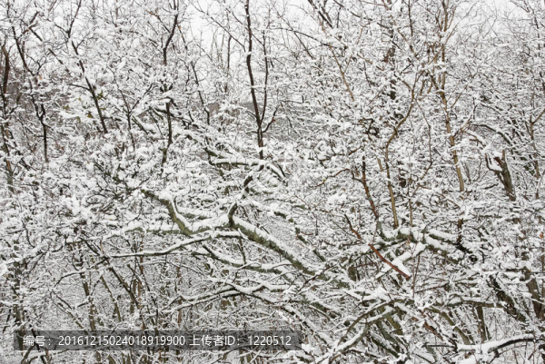 冬天的白雪覆蓋的樹枝對(duì)比背景