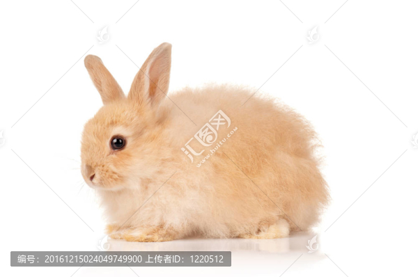 可愛的小兔子