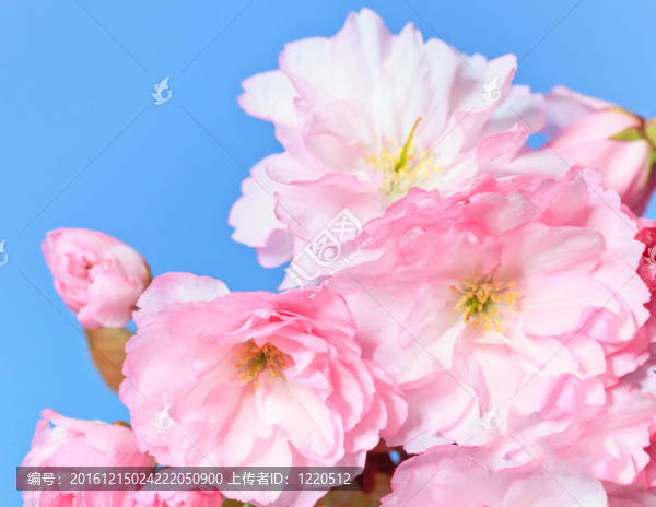 靠近盛開(kāi)的櫻花