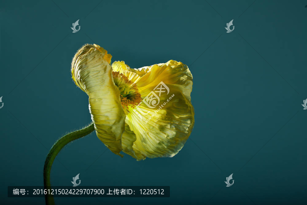 黃色的罌粟