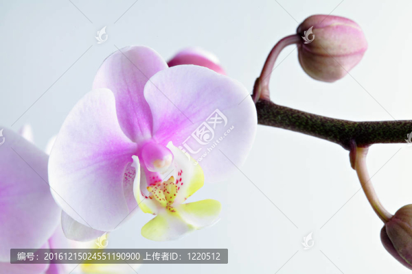蘭花