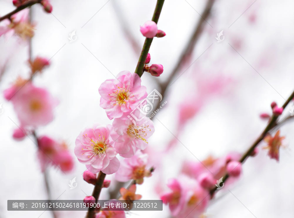 梅花