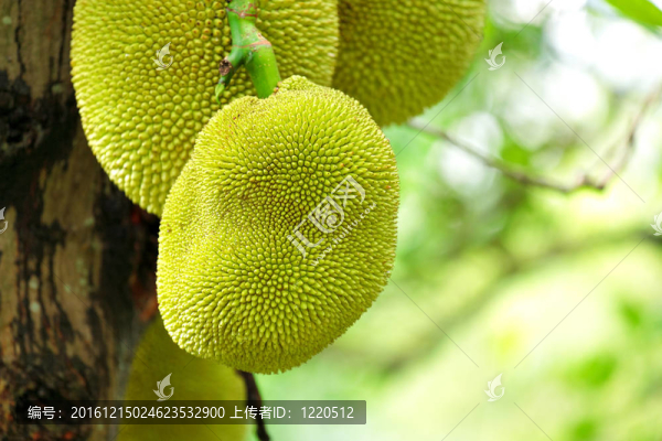杰克的果實(shí)