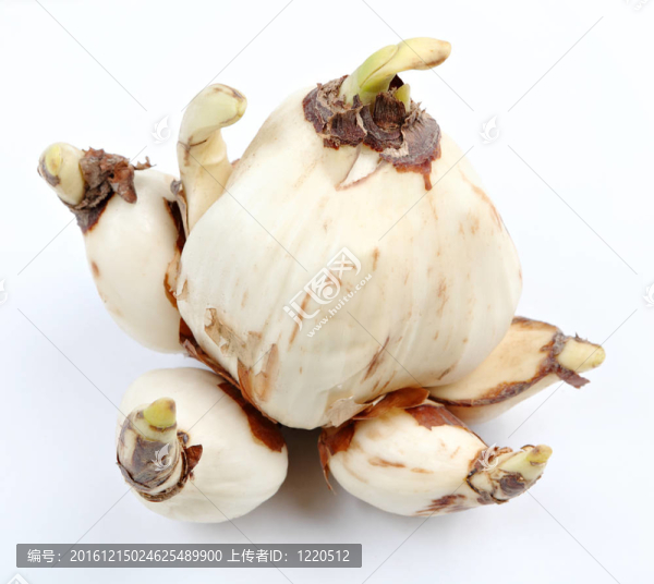 水仙鱗莖