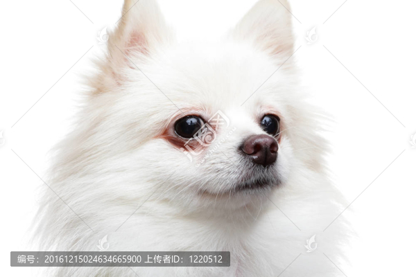 博美犬