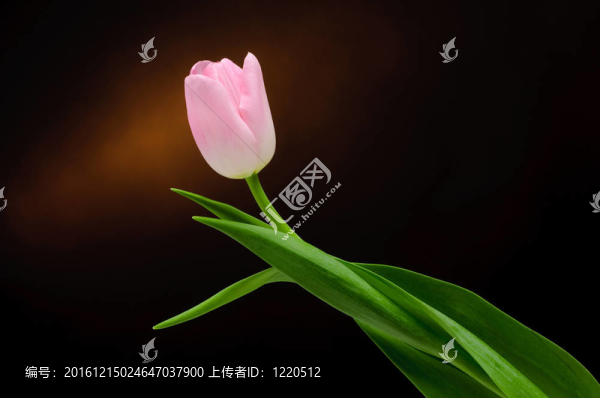 郁金香