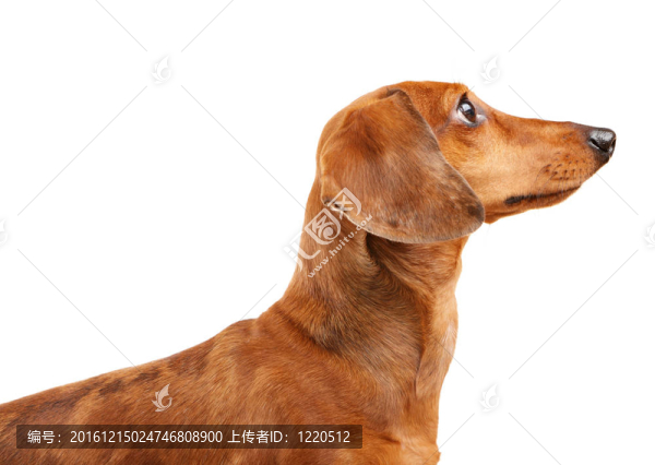 短頭發(fā)的Dachshund,Dog