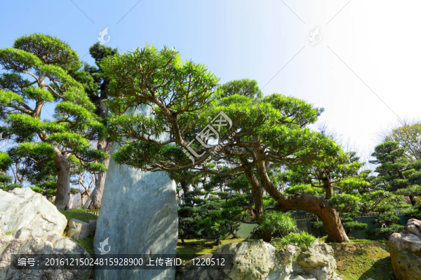 中國園林植物