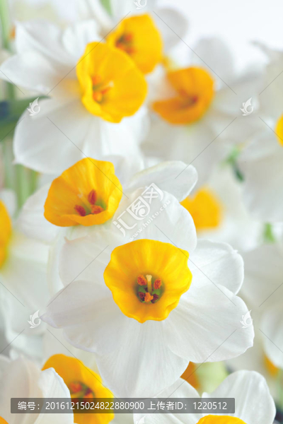 水仙的花
