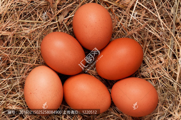 卵的巢