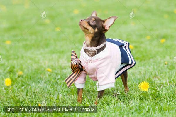 有趣的小狗在綠色的草地上