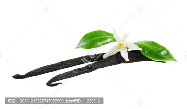 香草枝花