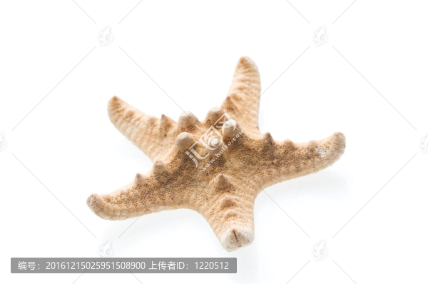 海星