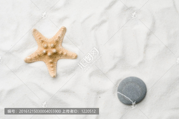 海星