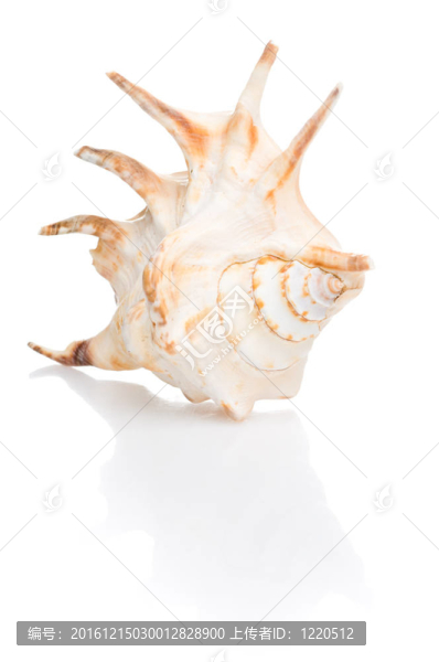 貝殼