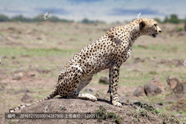 獵豹（獵豹）