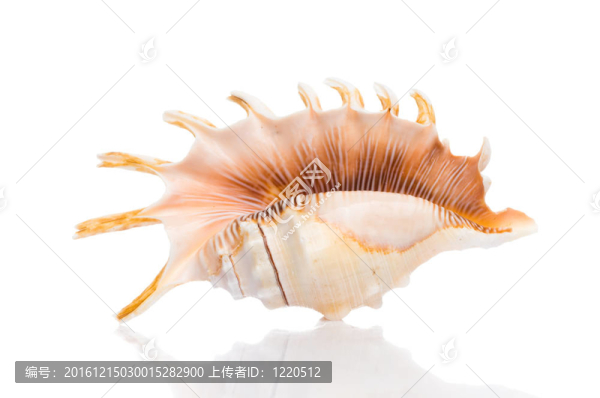貝殼