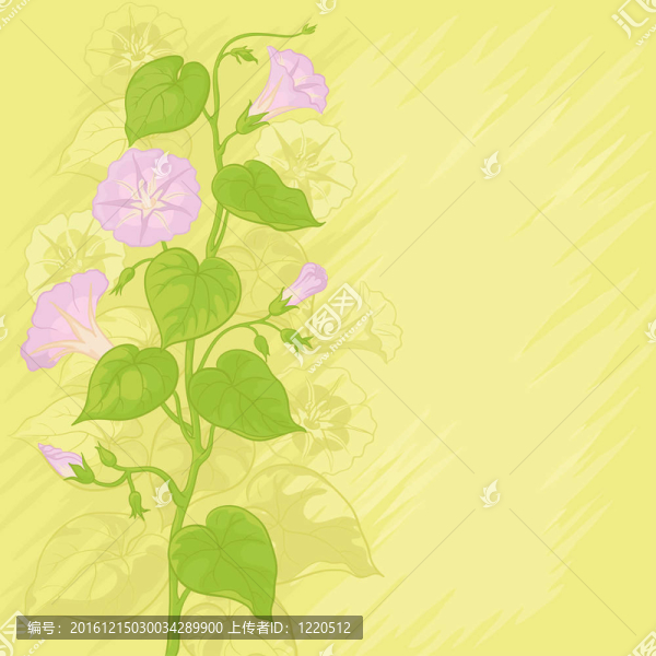 背景flowers,Ipomoea