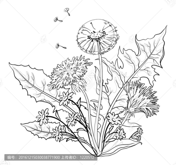 花與葉蒲公英；輪廓