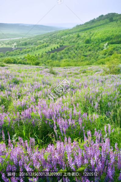 美麗的鄉(xiāng)村景觀