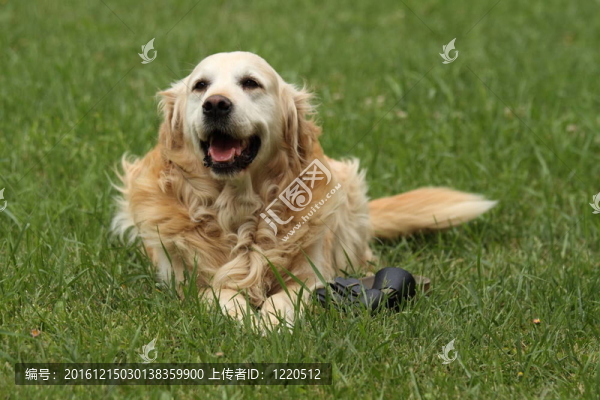 金毛獵犬
