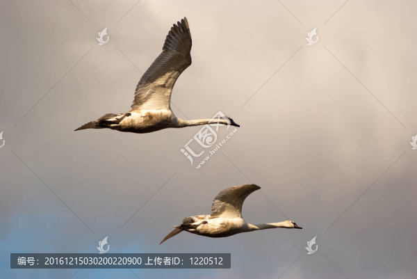 天鵝