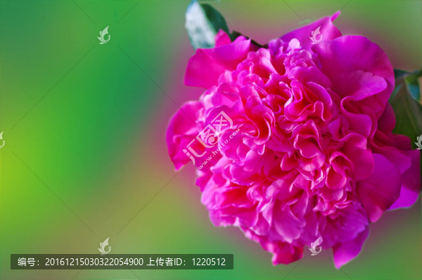 美利堅(jiān)