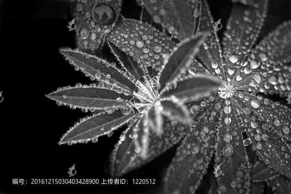 降葉黑白