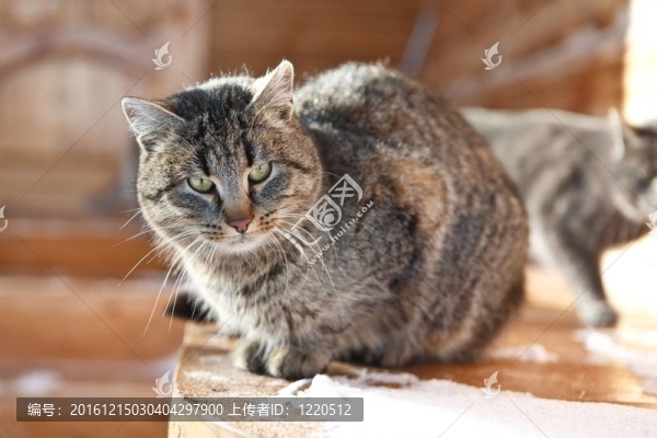 冬天的雪動物貓小貓WHI