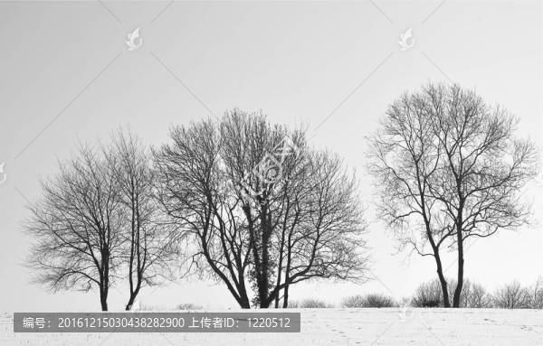 冬天的樹(shù)
